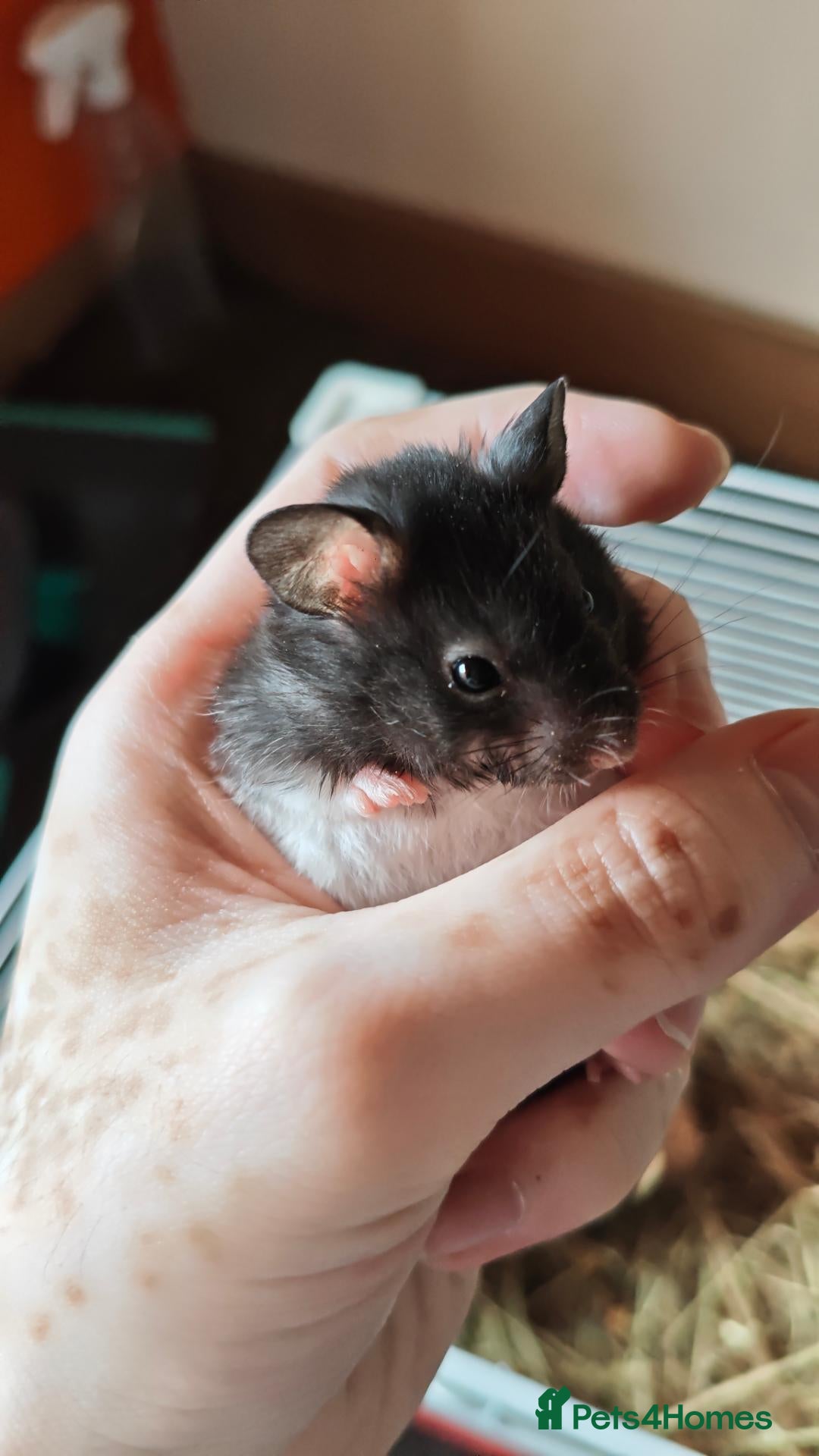 Hamster rodents Baby syrain hamsters - Advert 2