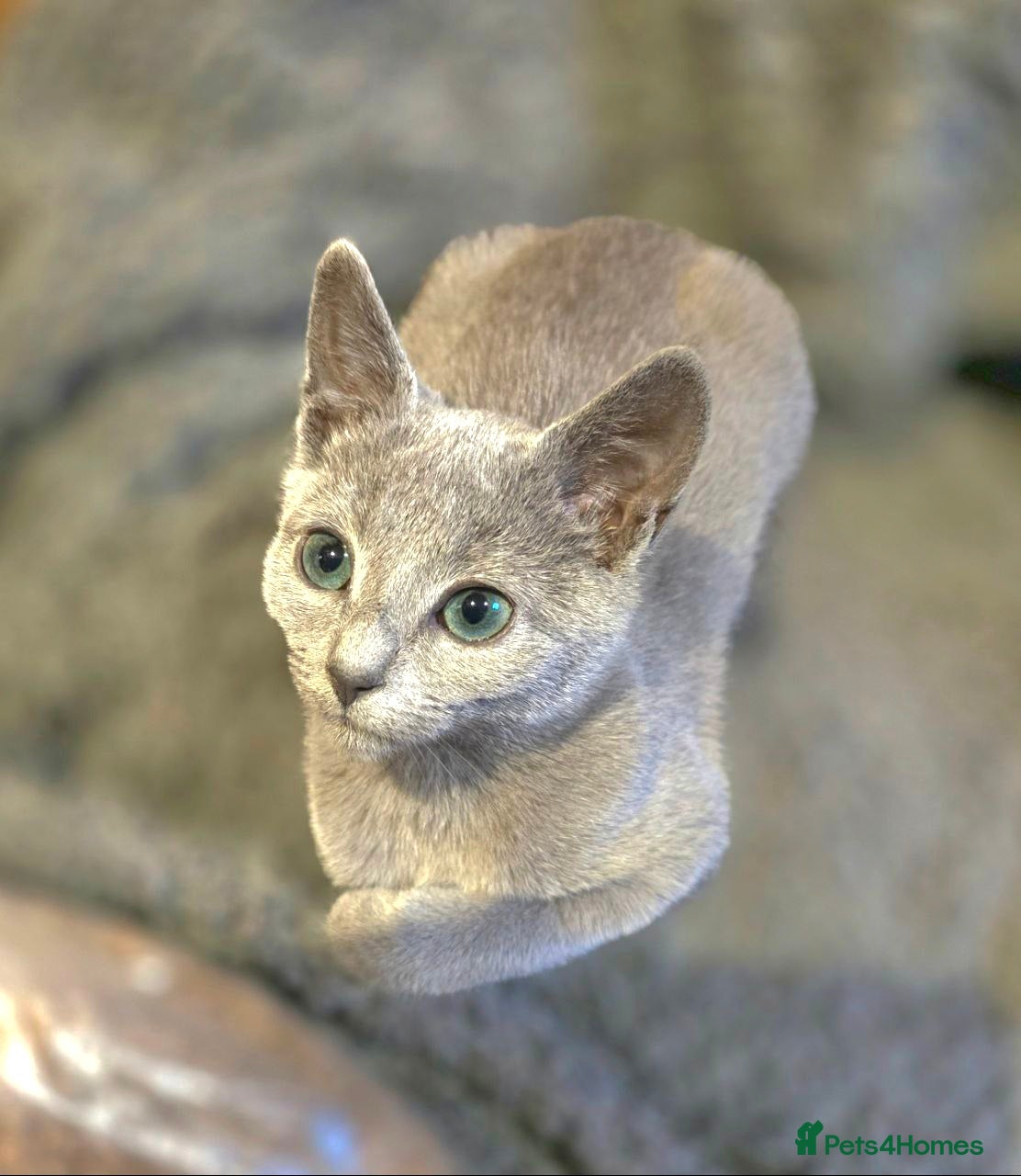 Russian Blue cats RB PERIGREE, LAST GIRL  N.LONDON  - Advert 2