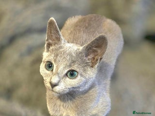 Russian Blue cats RB PERIGREE, LAST GIRL N.LONDON - Advert 1