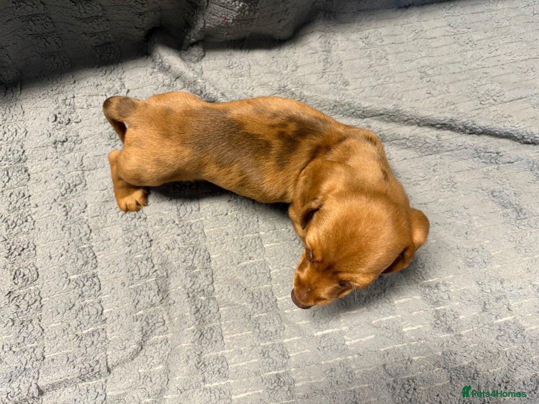 Miniature Dachshund dogs for sale: KC Miniature Dachshund Puppies Last Boy 🐶 - Advert 16