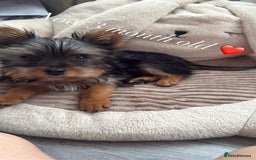 Yorkshire Terrier dogs for sale: Benny  - Image 1
