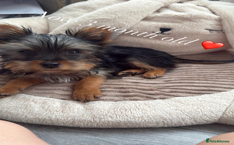 Yorkshire Terrier dogs - Advert 4
