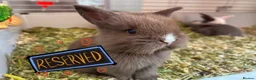 Mini Lion Lop rabbits for sale: 🐰 LION LOPS 🐰 - Advert 2