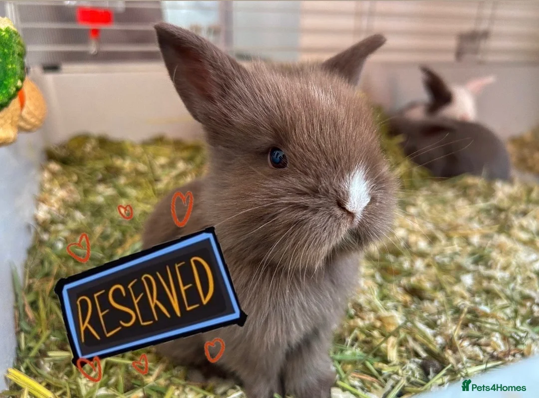 Mini Lion Lop rabbits for sale: 🐰 LION LOPS 🐰 - Advert 2