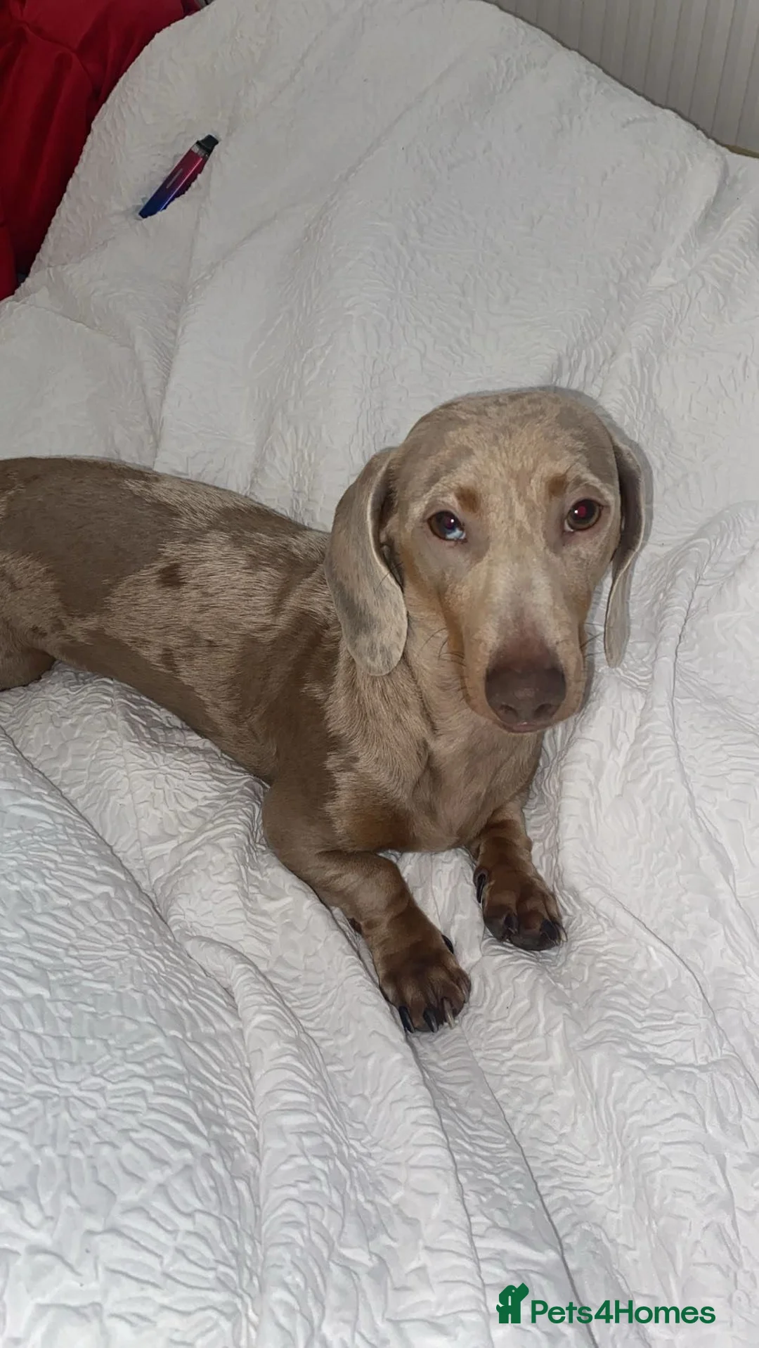 Miniature Dachshund dogs for sale: Miniature dachshund puppies - Advert 2