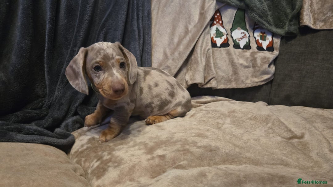 Miniature Dachshund dogs for sale: Beautiful Miniature Puppies - Advert 4