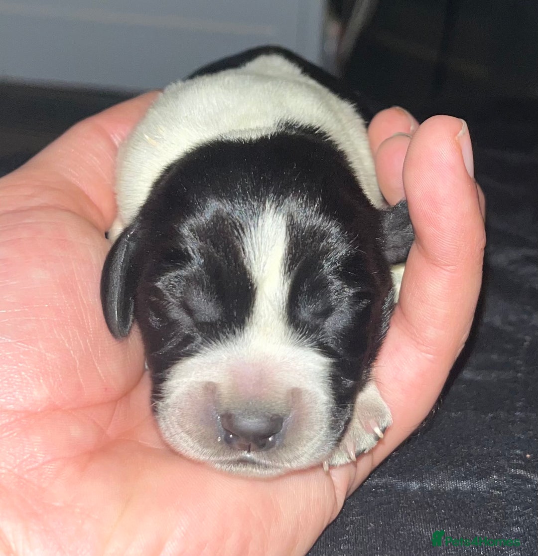 Cockalier dogs for sale: ‼️‼️Best ** grift ever‼️‼️ - Image 6