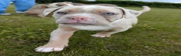 Olde English Bulldogge dogs for sale: olde English bulldogge girls - Advert 3