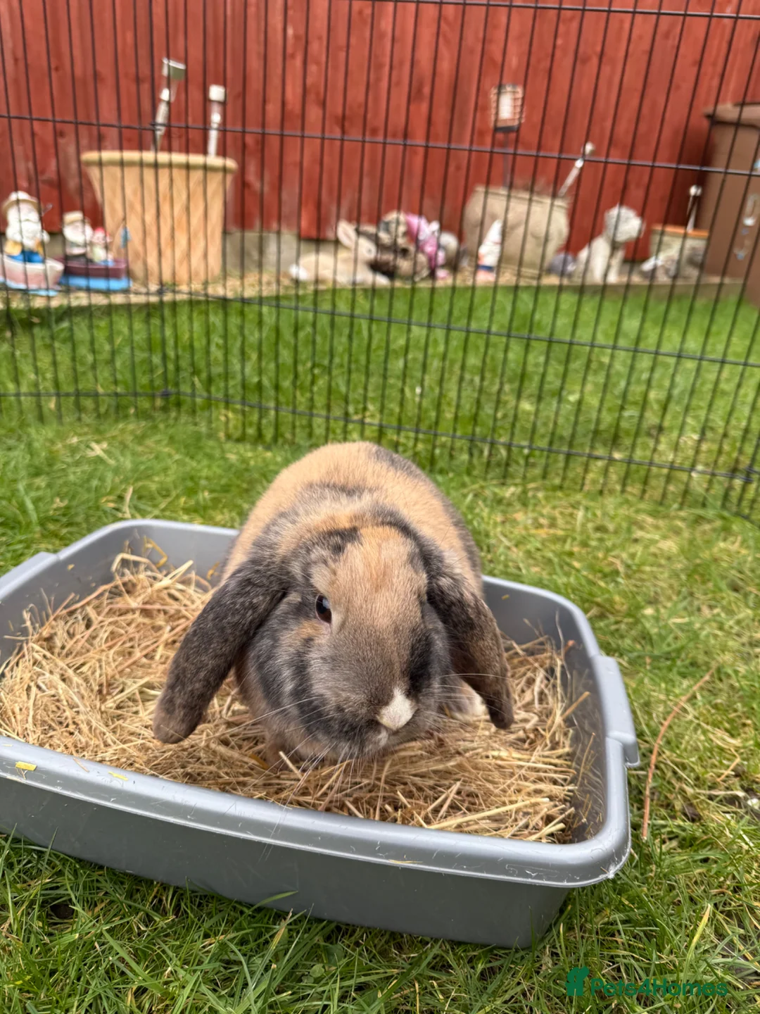 Mini Lop rabbits for sale: Mini Lop rabbit  - Advert 2