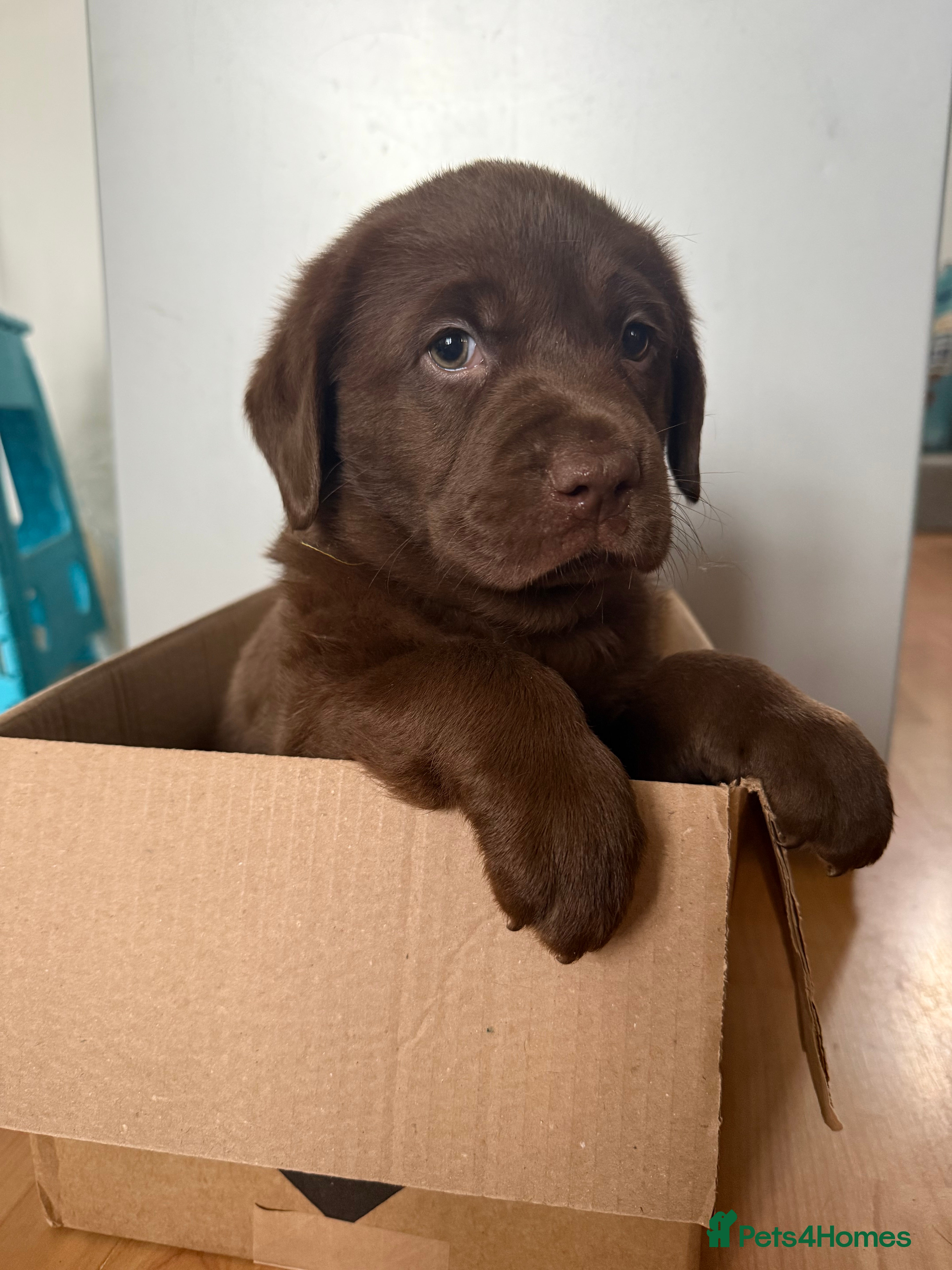 Labrador Retriever dogs Last two Male KC Labrador for sale  - Advert 1