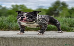 American Bully dogs for sale: REDUCED last girl Quality american Pocket Bully  - Image 21