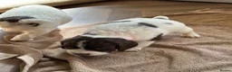 English Springer Spaniel dogs for sale: Kc reg English springer spaniels, working lines in Nottingham - Advert 3