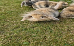 Mini Lion Lop rabbits for sale: Lion lops  - Image 1
