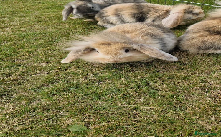 Mini Lion Lop rabbits - Advert 4