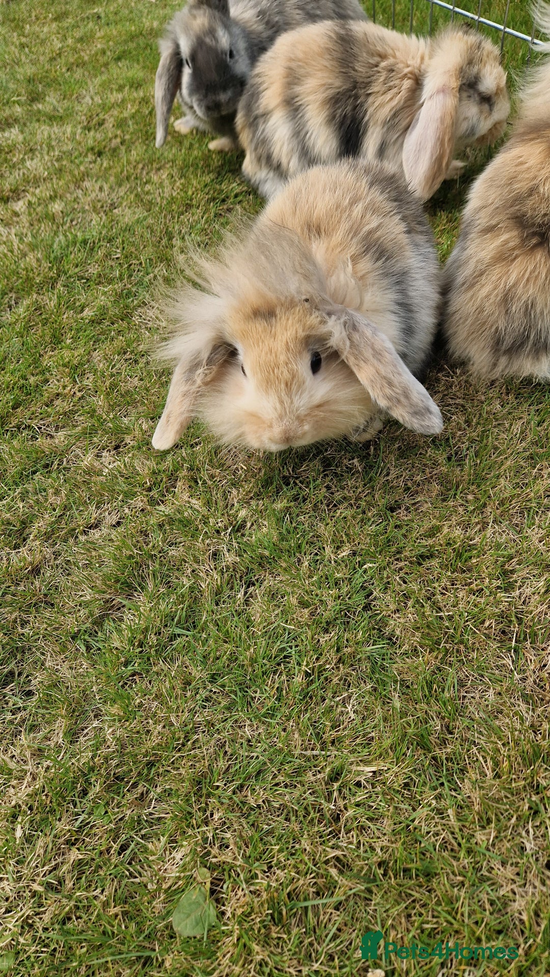 Mini Lion Lop rabbits for sale: Lion lops  - Image 1