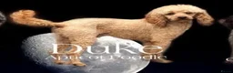 Cockapoo dogs for sale: 🐶💙💙💙💖💖 5 BEAUTIFUL COCKAPOOS - Advert 12