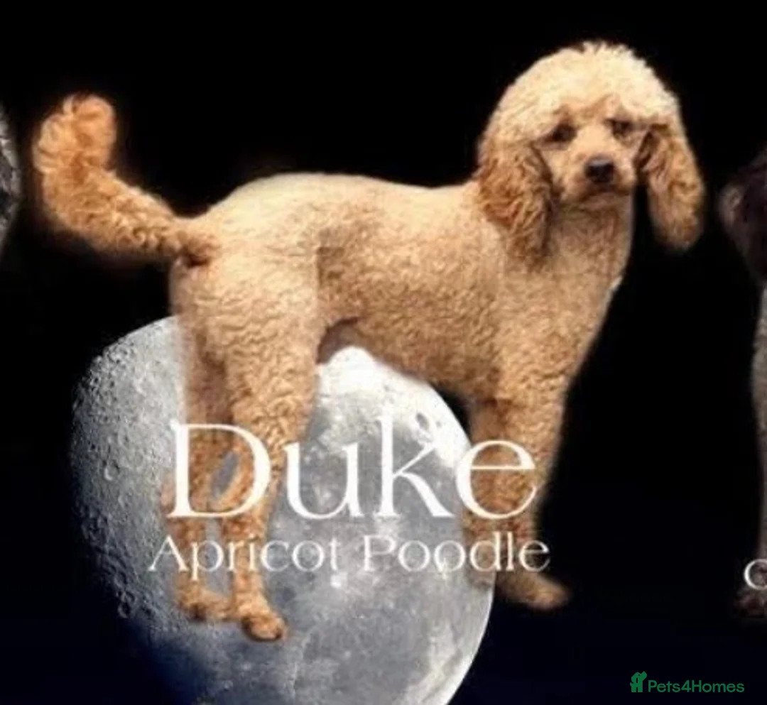 Cockapoo dogs for sale: 🐶💙💙💙💖💖 5 BEAUTIFUL COCKAPOOS - Advert 12