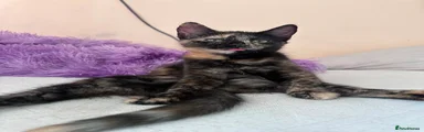 Mixed Breed 3