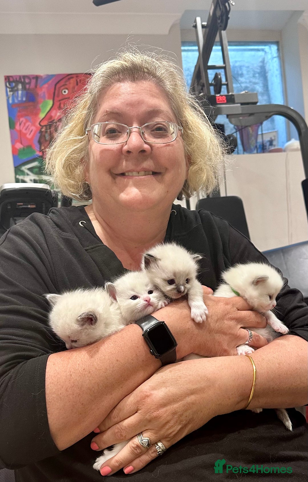 Ragdoll cats for sale: Champion TICA registered Ragdoll Kittens  - Advert 3