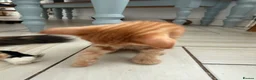Mixed Breed cats for sale: 3 Playful & Sociable Ginger Kittens   - Advert 9