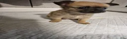 Chihuahua dogs for sale: Gorgeous tiny girl Chihuahua - Advert 2