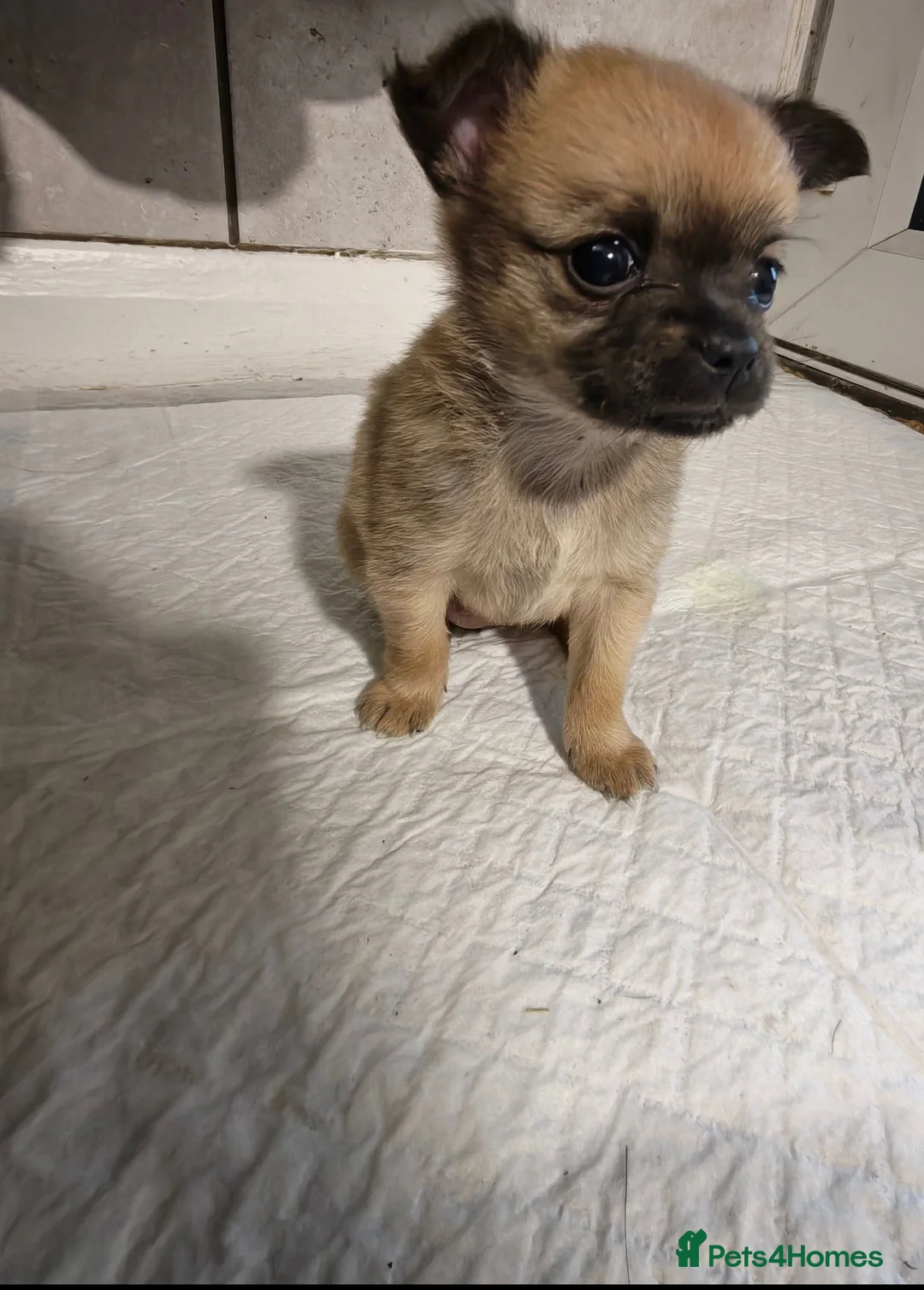 Chihuahua dogs for sale: Gorgeous tiny girl Chihuahua - Advert 2