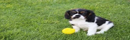 Mixed Breed dogs for sale: Playful Pugalier puppies for sale!  - Advert 9