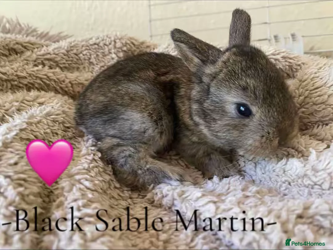 Mini Lop rabbits for sale: -Seven Gorgeous Mini Lops for Sale- - Advert 2