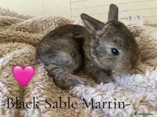 Mini Lop rabbits -Seven Gorgeous Mini Lops for Sale- - Advert 4