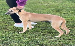 Mixed Breed dogs for sale: 6 month old male bred from working stock. - Image 2