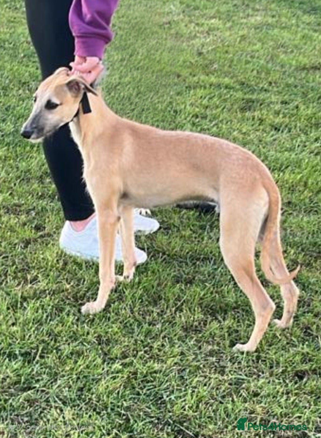 Mixed Breed dogs for sale: 6 month old male bred from working stock. - Image 2