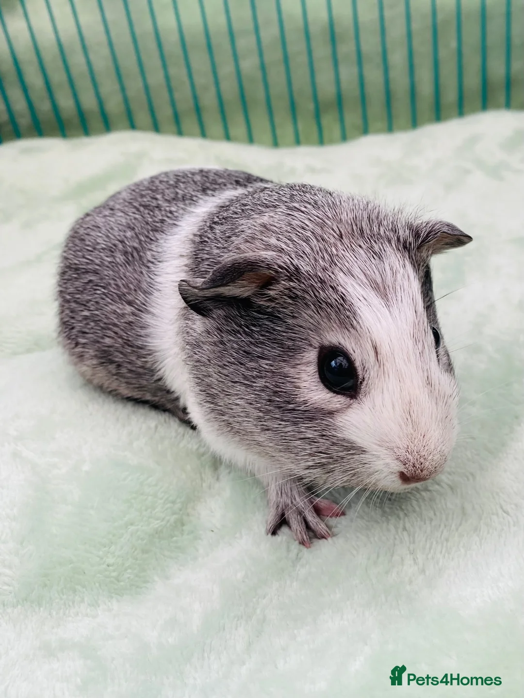 Guinea Pig rodents for sale:  Guinea pig pups for sale in Peterborough in Peterborough - Advert 13