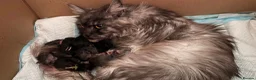 Maine Coon cats for sale: GCCF – Maine Coon kittens - Advert 16