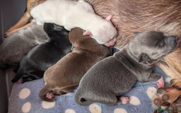 Chihuahua dogs for sale: 🐾 Adorable Chihuahua Puppies for Sale 🐾 - Image 4