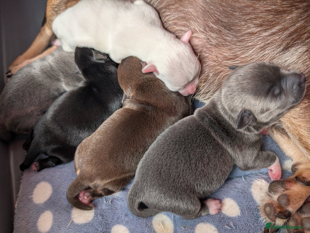 Chihuahua dogs for sale: 🐾 Adorable Chihuahua Puppies for Sale 🐾 - Image 4