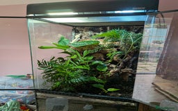 Gecko reptiles for sale: Female crested gecko with full bioactive set up - Image 6