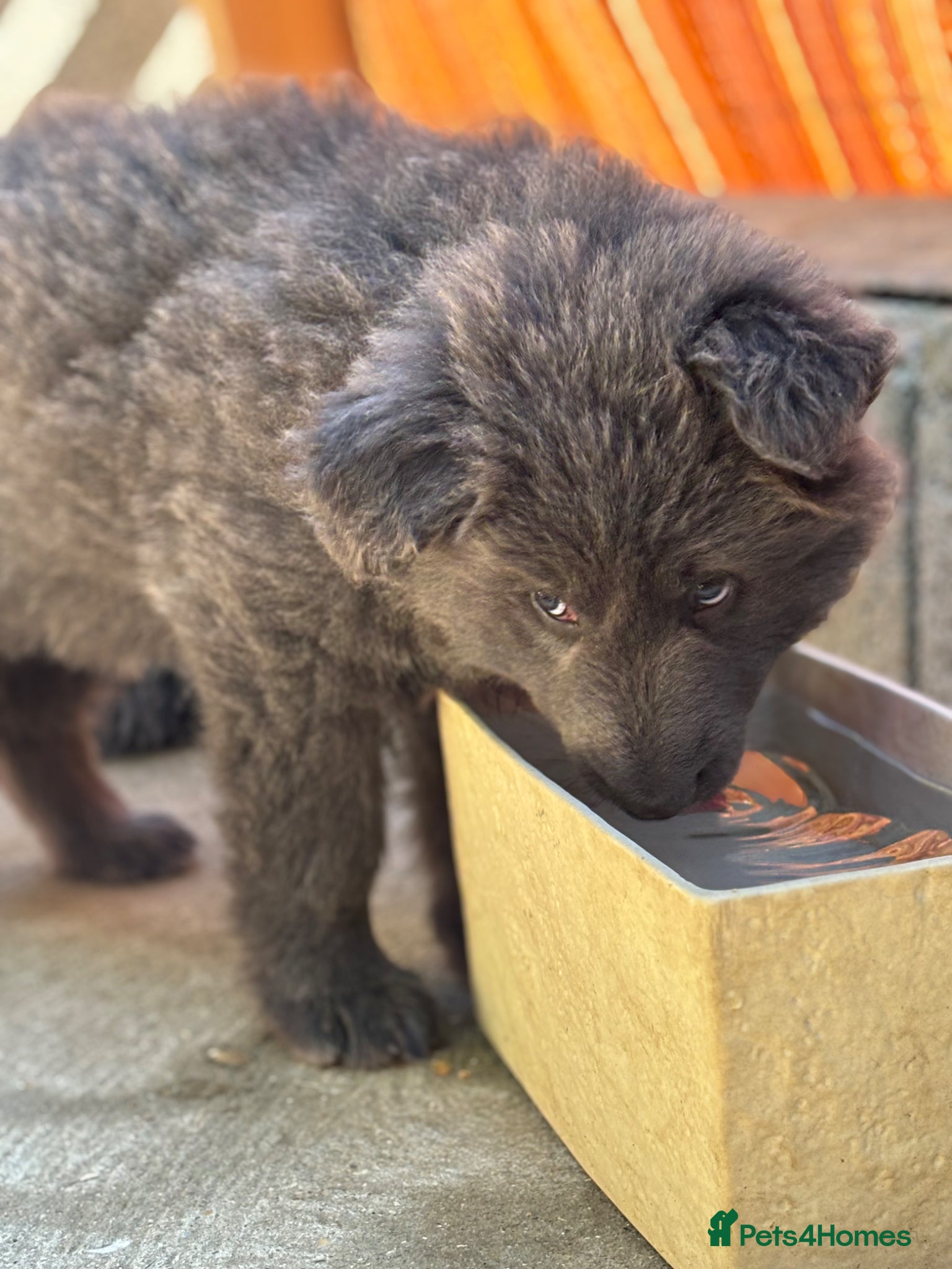 German Shepherd dogs 💙Big Blue Fluffy GSD Pups💙KC Reg*Available* - Advert 1