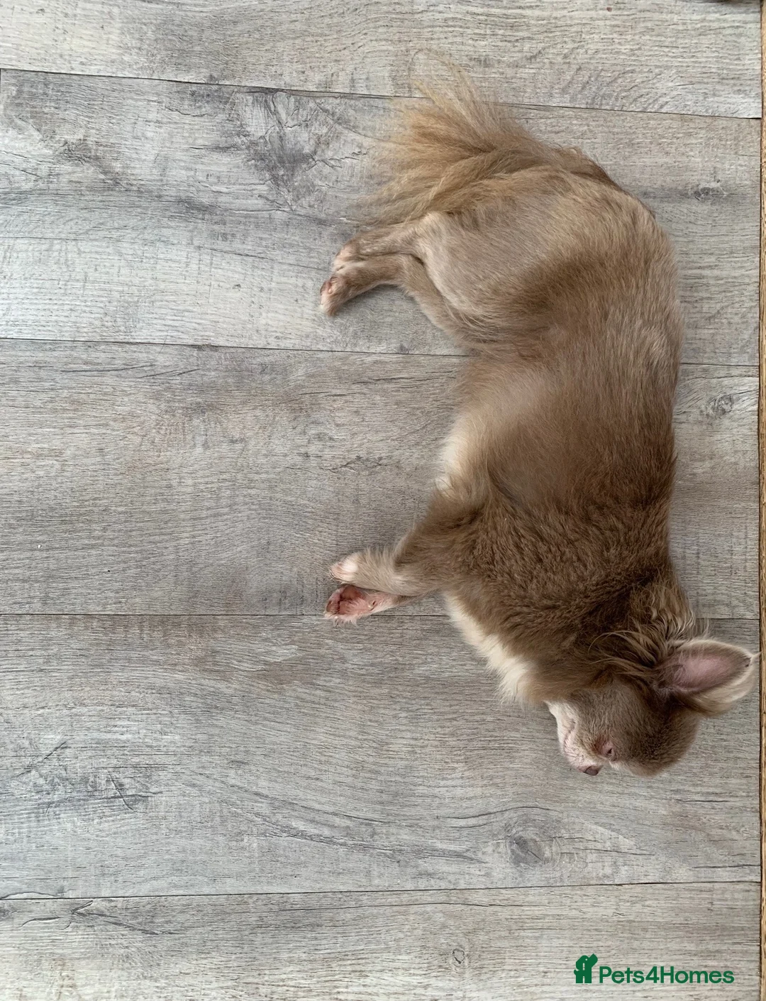 Chihuahua dogs for sale: 5* LICENSED ADULT LILAC CHIHUAHUA FEMALE LONG - Advert 2