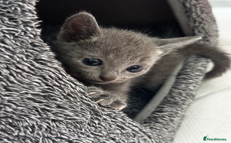 Russian Blue cats - Advert 1