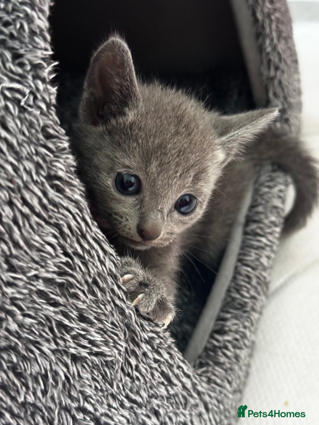 Russian Blue cats for sale: 🩵Beautiful Purebred Russian Blue kittens🩵 - Image 1