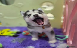Siberian Husky dogs for sale: Perfect Mini Husky puppies - Image 9