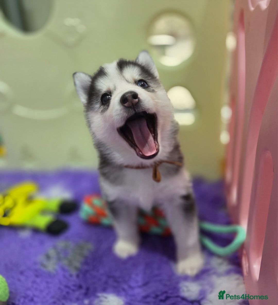 Siberian Husky dogs for sale: Perfect Mini Husky puppies - Image 9