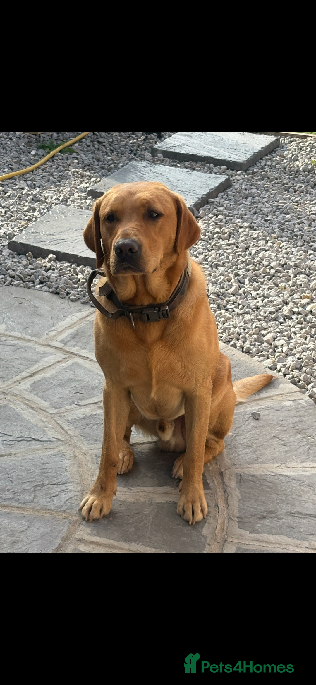 Labrador Retriever dogs for stud: Labrador retriever for stud  - Advert 7