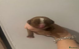 Cavalier King Charles Spaniel dogs for sale: cavalier king charles spaniels  - Image 7