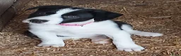 Border Collie dogs for sale: Beautiful Border Collies - Advert 22