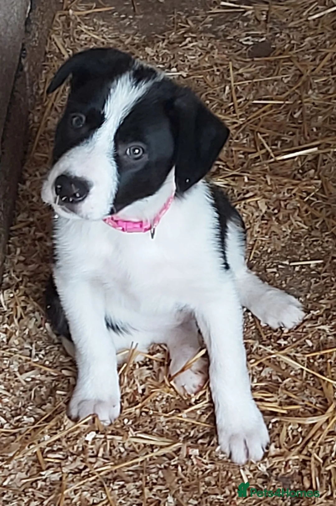 Border Collie dogs for sale: Beautiful Border Collies - Advert 22