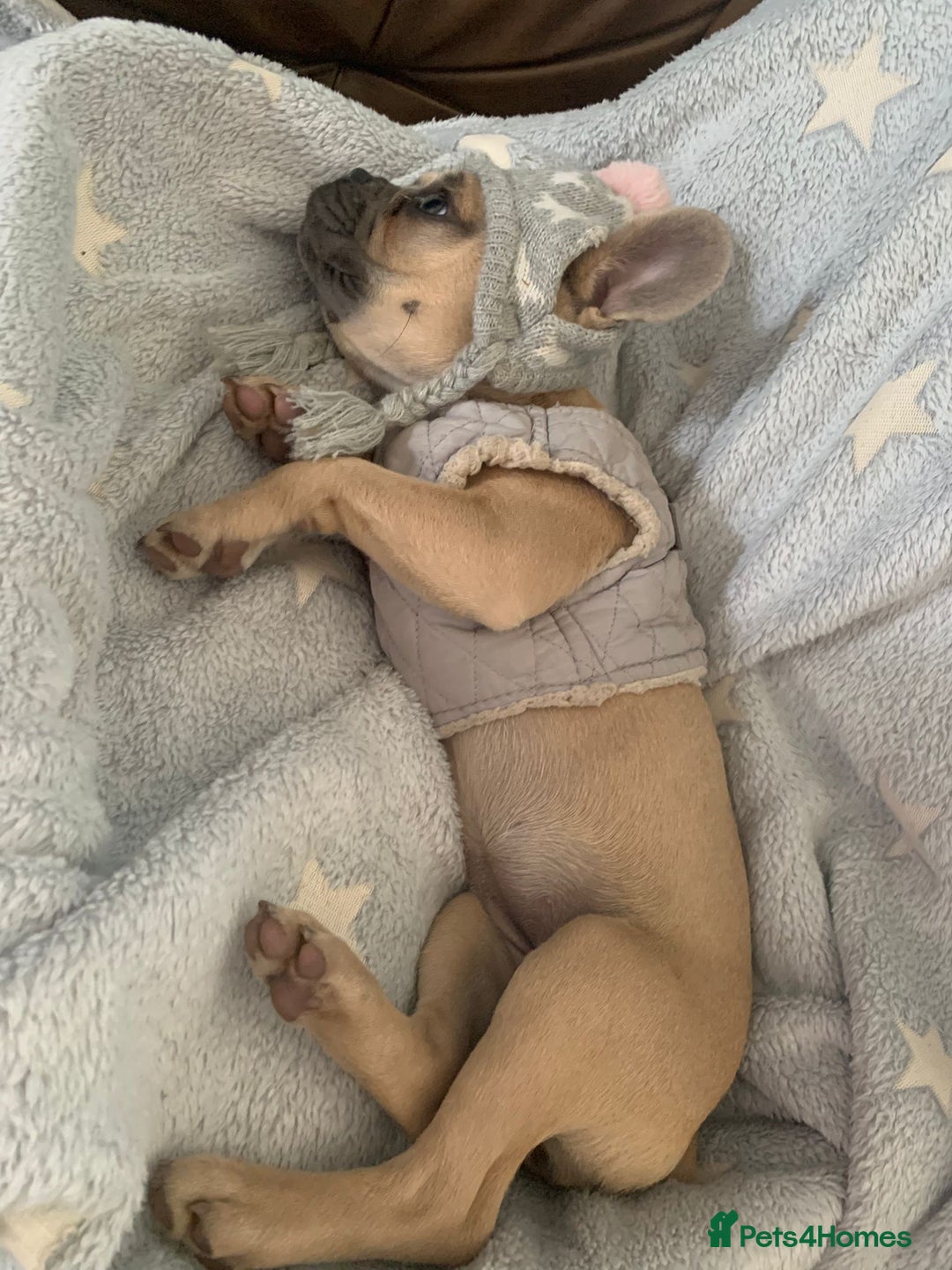 French Bulldog dogs for sale: Family Raised French Bulldog Girls - Image 7