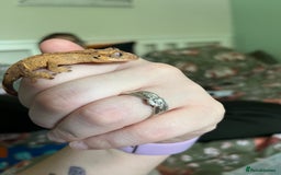 Gecko reptiles for sale: Lilly white and Dalmatian harlequin crested geckos - Image 10