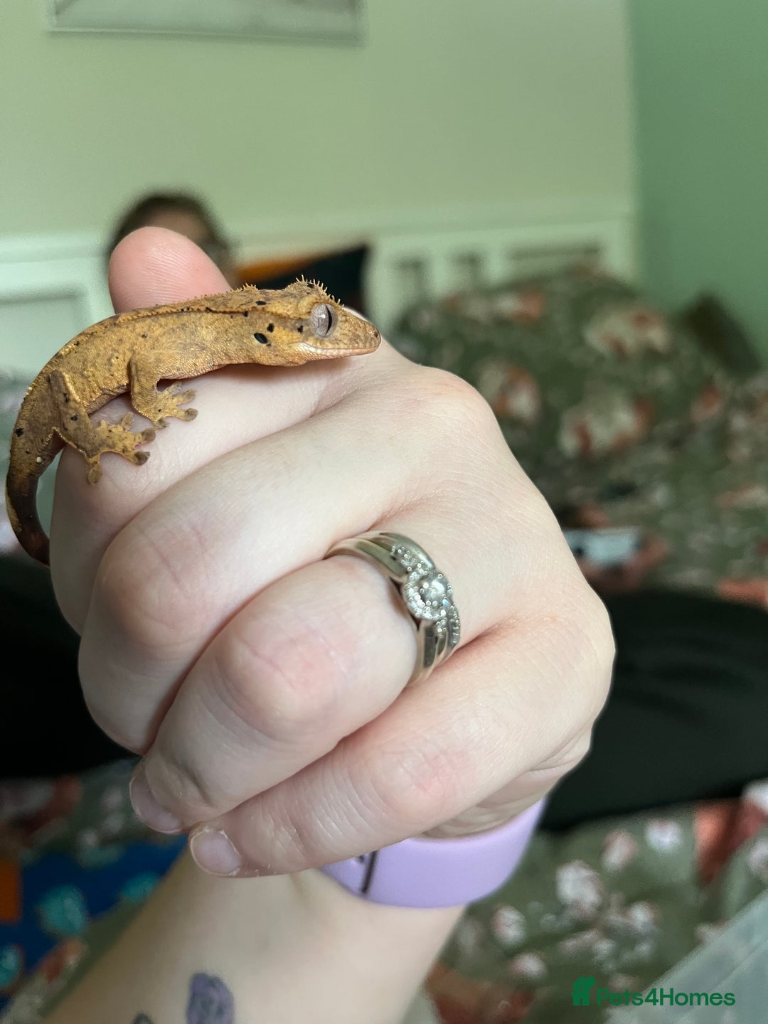 Gecko reptiles for sale: Lilly white and Dalmatian harlequin crested geckos - Image 10