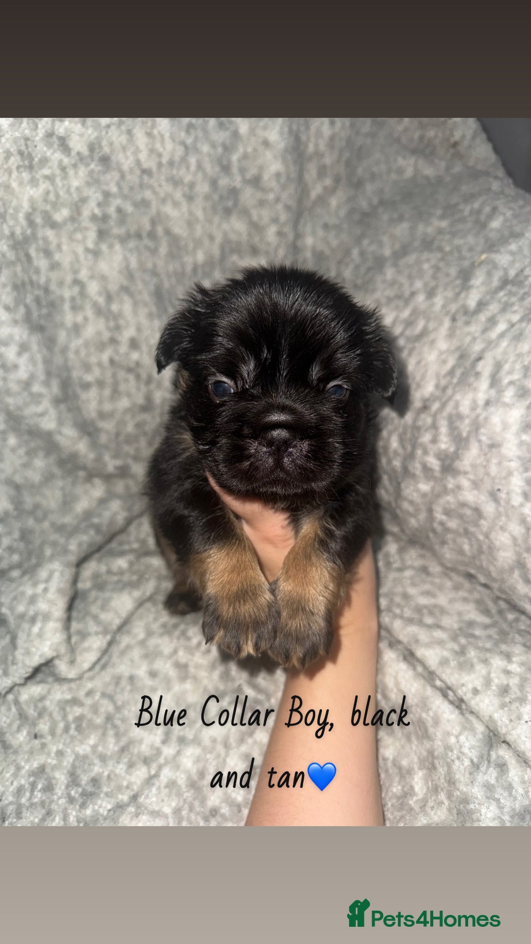 French Bulldog dogs for sale: Visual Fluffy French Bulldog - Image 2
